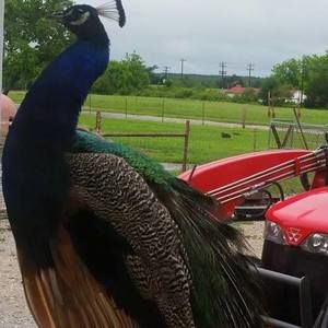 Meet your Posher, Marsha